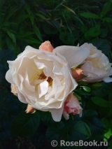 Jardin des Tuileries