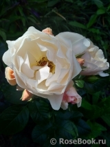 Jardin des Tuileries