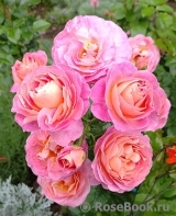 Dornburger Schlossrose
