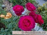 Johann Wolfgang von Goethe Rose®