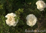 Crocus Rose® Crocus Rose®