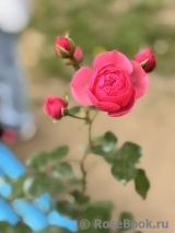 Pomponella Pomponella