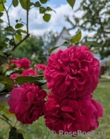 Paul's Scarlet Climber 