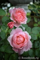 Brother Cadfael Brother Cadfael