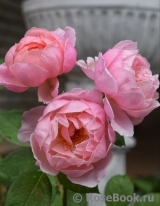 Brother Cadfael Brother Cadfael