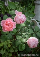Brother Cadfael Brother Cadfael
