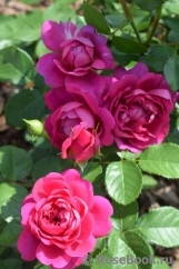 Princess Anne Princess Anne