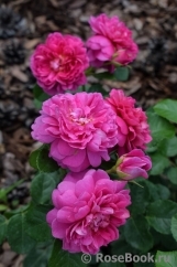 Princess Anne Princess Anne