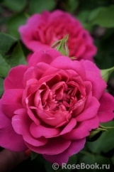Princess Anne Princess Anne
