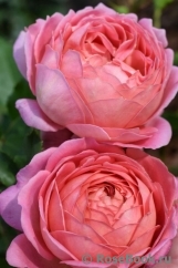 Jubilee Celebration® Jubilee Celebration®