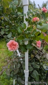 Rose de Tolbiac ®