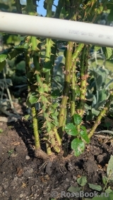 Rose de Tolbiac ®