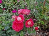 Salmon Flower Circus 