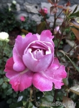 Boul de Parfum