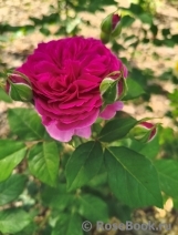 Gabriel Oak