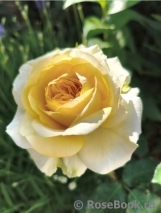 Tete d'Or