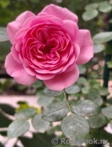 Starlet®-Rose Eva®