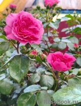 Baronesse