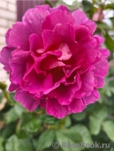 Blauwestad