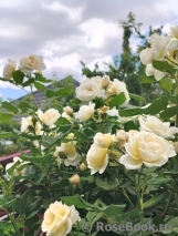 Uetersener Klosterrose