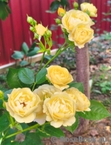 Golden Border