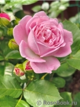Rosengräfin Marie Henriette Rosengräfin Marie Henriette