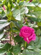 Thank You Rose