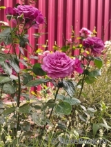 Thank You Rose