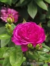 Heidi Klum Rose Heidi Klum Rose