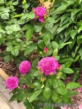 Heidi Klum Rose Heidi Klum Rose