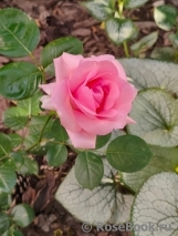 History