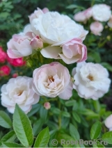 Pink Koster Pink Koster