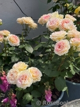 Beverley’s Blush