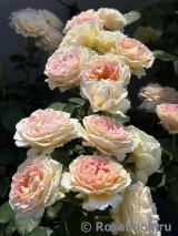 Beverley’s Blush