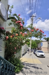 ОПРЕДЕЛИТЕЛЬ