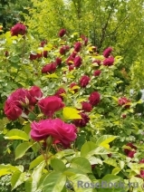 Katie's Rose