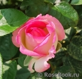 Princesse de Monaco