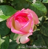 Princesse de Monaco