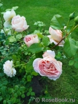 Abraham Darby