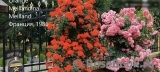 Orange Meillandina Cl Orange Meillandina Cl