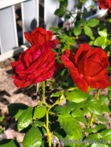 Red Intuition