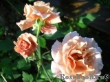 Julia's Rose Julia's Rose