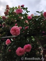 Starlet®-Rose Eva®
