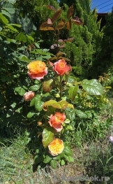 Kensington Gardens