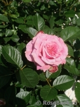 Amaretto-