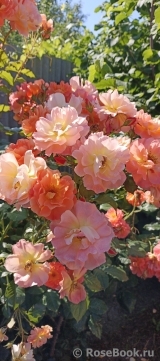 Westerland Westerland