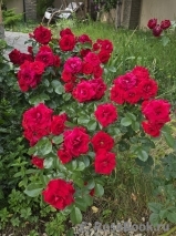 Roter Drache