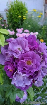 Rhapsody in Blue 