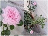 Starlet®-Rose Eva®