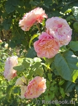Kensington Gardens